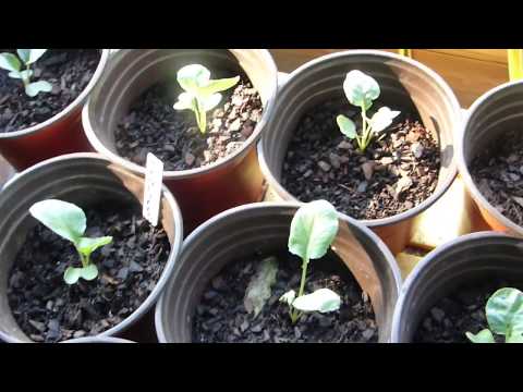 image-Can I plant butternut squash in December?