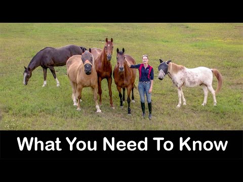 Kôň domáci (Equus caballus) — chov, ustajnenie a úžitkovosť
