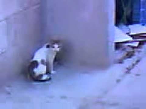 kawsar ali dubai sonapur camp 9 cat and rat shop