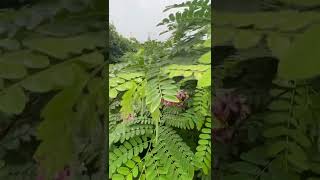 Download lagu Acacia tree mp3