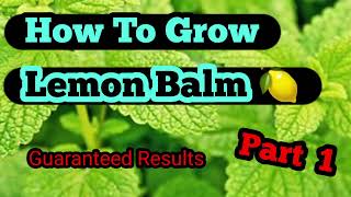 How to grow lemon balm from seed part I