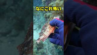 痙攣する尾のない魚…一体なにが？