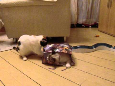 Mariluz + Ventisca 5