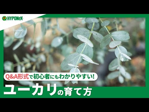 ユーカリ・オブリクアについて詳しく解説