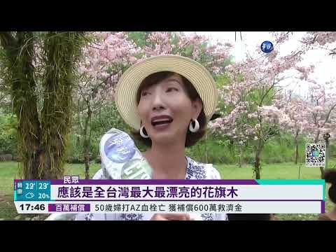 六龜花旗木花海步道 "粉色公路"美不勝收