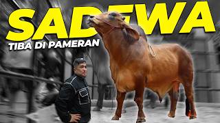 Download lagu KACAUUU..!! INI SAATNYA SAPI RAKSASA 'SADEWA' MASUK KE MALL BESARR..!! mp3
