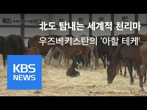 , title : '전설의 천리마 ‘아할 테케’를 찾아서 / KBS뉴스(News)'