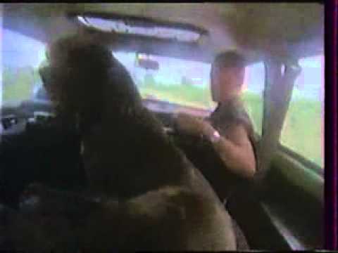 Peter Nagy Psi sa brania utokom