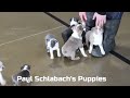 Boston Terrier dogs for sale: Rover - Video 1