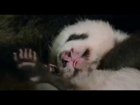 BORN IN CHINA Movie   Journey into the Wild   Disney Nature movie