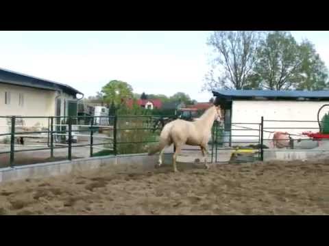 Altmarkhofs Qaside MD v. Quasi Gold MD, 2-jährig -1-