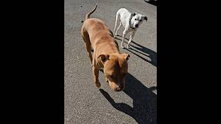 Early Morning Tail Wags ❤️🐕🙏🏼😁 Pitbull &amp; Dalmatian Mix
