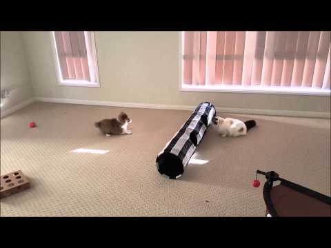 Sheltie Shetland Sheepdog puppy and cat kitten playing together