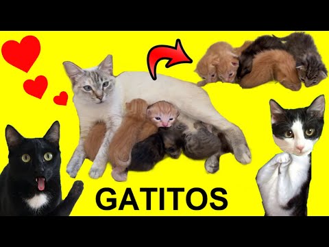 24 Hours with Aunt Luisa's Kittens and Luna and Estrella's Cats / Animal Videos