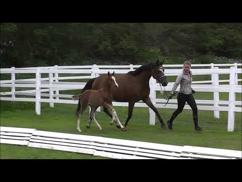 PAV GALAXY v. PHW's Grandios - Trendsetter