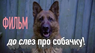 Добрую и умную собаку хотят убить! Фильм