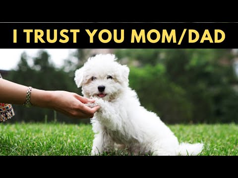 10 Common Signs Your Maltese Dog Trusts You but You Don't know