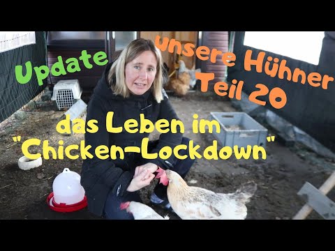 unsere Hühner Teil 20: Update aus dem Hühner-Lockdown, die Stallpflicht und das Hühnerleben