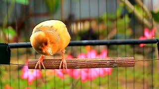 Download lagu Pure Canary Bird Song for Daily Training, Stimulation and Breeding 6 mp3