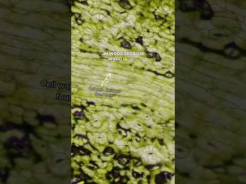 Onlyjayus - The Food Industry Is Poisoning Us? #microscope #science #misinformation