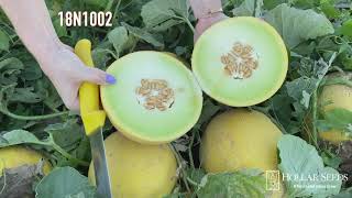 New Galia Melons