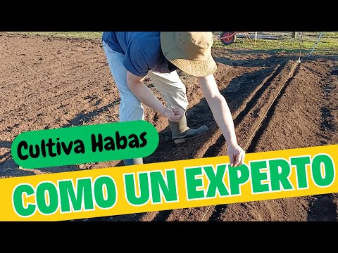 ¡Cultiva Habas como un Experto! Guía Paso a Paso