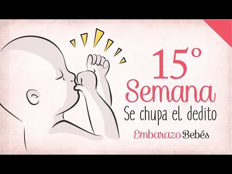 WEEK 15 of #Pregnancy | 4th Month | Week by Week