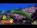 * EELS * | Animals For Kids | All Things Animal TV