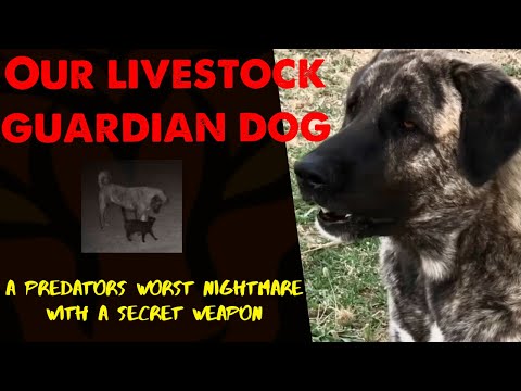 Livestock guardian dog Lily is intense and focused. She also has a secret weapon.
