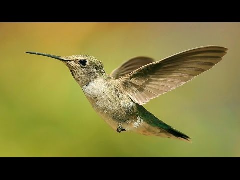 Vôo do Beija Flor - Elisa Cristal