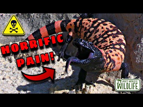 Der SCHMERZHAFTESTE BISS der Welt!? Das GILA-MONSTER!