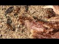 Kiến Lửa Tha Mồi Gặp Nước Fire Ants Meet Water