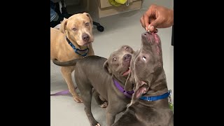 Fiona (239417), Ginger (239419), and Goldie (239420) | Nervous Sisters Learning to be Brave