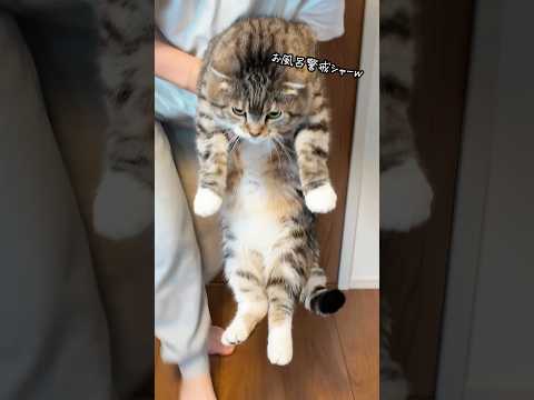 やんちゃ猫vs魔法のチョッキでお風呂トレーニングをしたら無関係なりっちゃんがシャー🤣🤣🤣 #猫