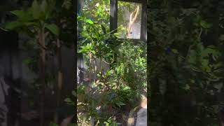 Chasing the butterflies in Harvest Caye #cruise #belize #ncl #ncljoy