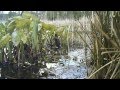 Springwatch 2013 Voles And Wildlife Cameras
