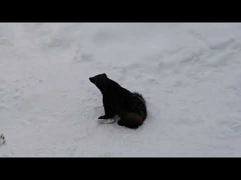 Ania Wieleńska i zabawy rosomaka cz.2. Polarne ZOO w Ranua. Laponia 2017r.