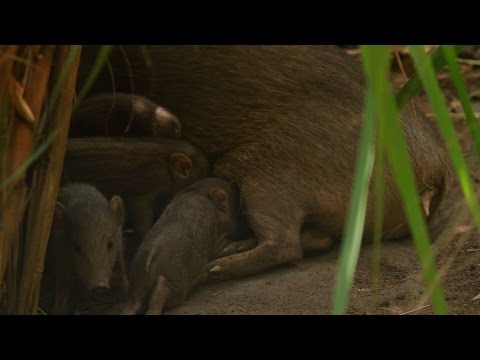 Pygmy Hog saviours of India: only 150 of these tiny pigs remain in wild
