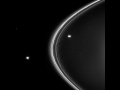 Prometheus and Pandora shepherd Saturn's F ring into shape