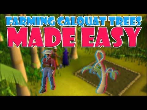 Calquat Patch Osrs