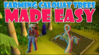 Quick Guide to Farming Calquat Trees in OSRS
