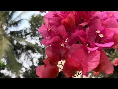 iPhone 13 Pro shoot. 4 k