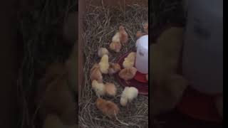 More New Hampshire Chicks - Plus a Few Delawares