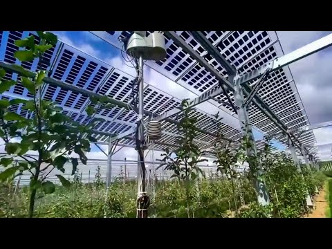 Pilotprojekt verbindet Gewinnung von Solarstrom mit Obstanbau