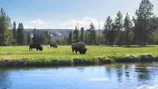 Adult Swim Bump Fanmade: patten - winter strobing