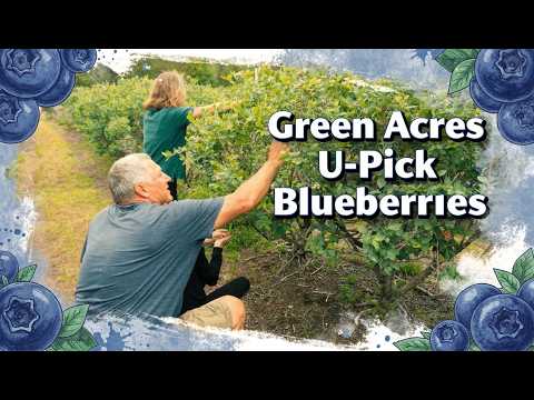 Green Acres Farm / You Pick Blueberries video thumbnail