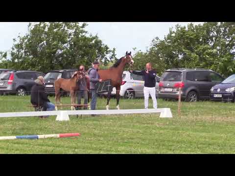 Holsteiner Fohlenschau Föhr 2023 | SF | Larimar – Dinken | St. 2020 | Friedrich Riewerts