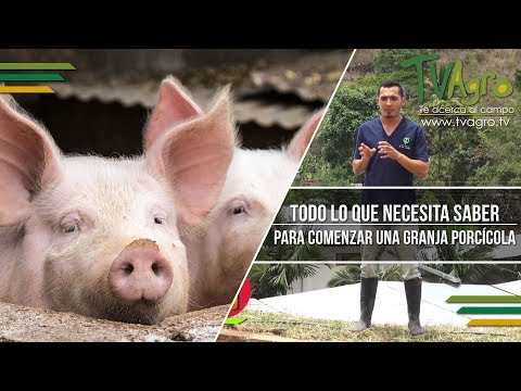 , title : 'Todo lo que Necesita Saber para Comenzar una Granja Porcicola - TvAgro por Juan Gonzalo Angel