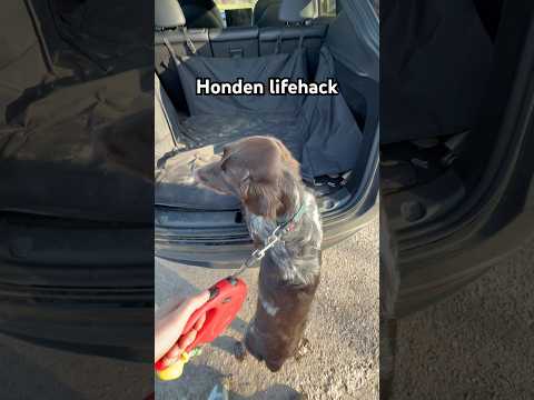 Hierdoor luistert je hond van altijd ￼🐶