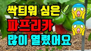2탄)파프리카 키우기:: 싹틔워심은 파프리카 너무 많이 열렸어요::  파프리카재배하기